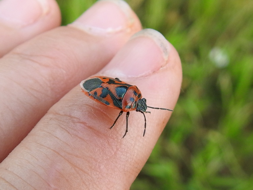 Eurydema ornata - díszespoloska
