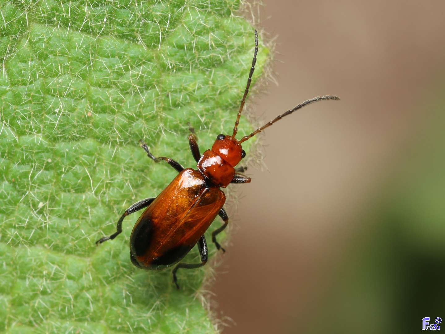 Phyllobrotica adusta - pusztai karcsú-olajosbogár