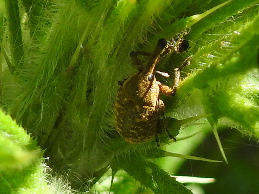 Larinus sturnus - aszat-púderbarkó