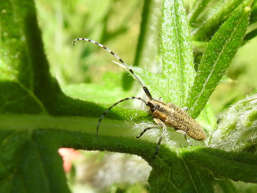 Agapanthia villosoviridescens - fehérgyűrűs bogáncscincér