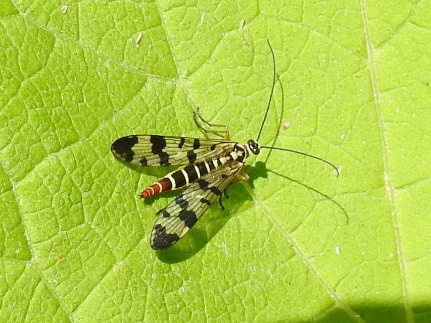 Panorpa vulgaris