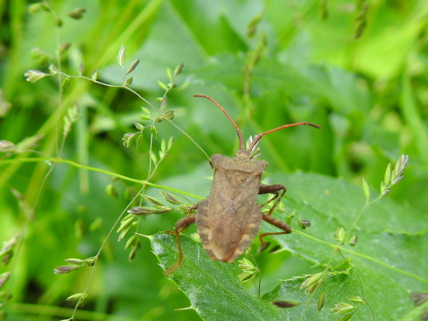 Coreus marginatus - közönséges karimáspoloska