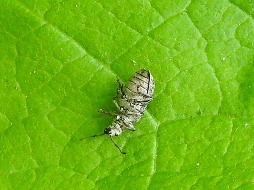 Phyllobius pyri - gyümölcsfa-levélormányos