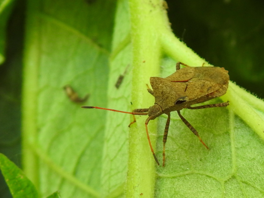 Coreus marginatus - közönséges karimáspoloska