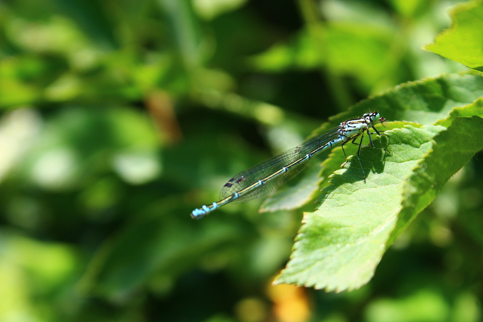 Coenagrion puella - azúrkék légivadász