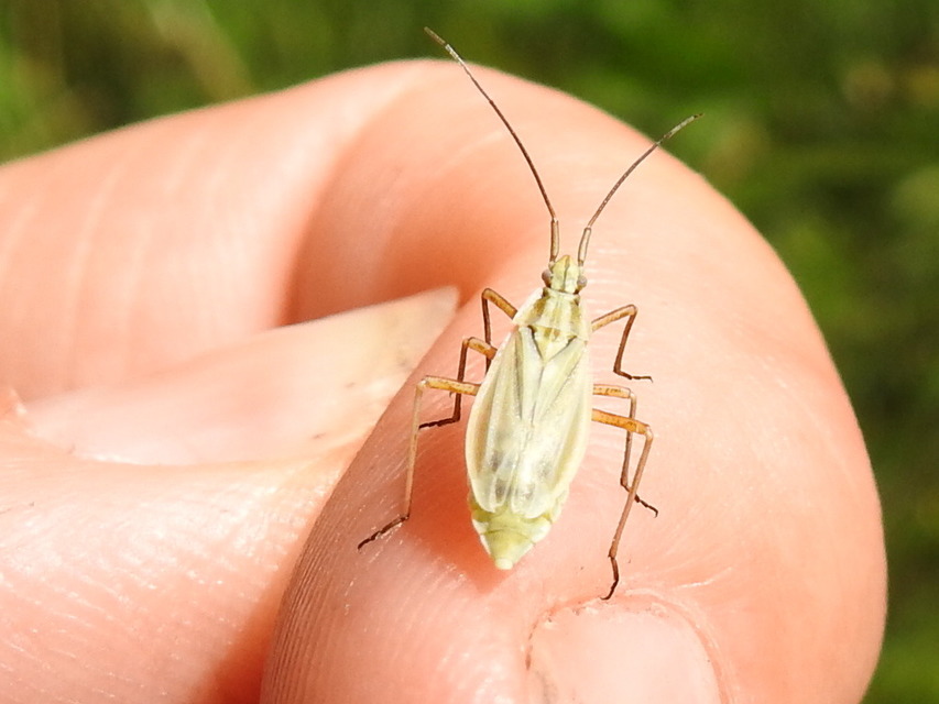 Acetropis