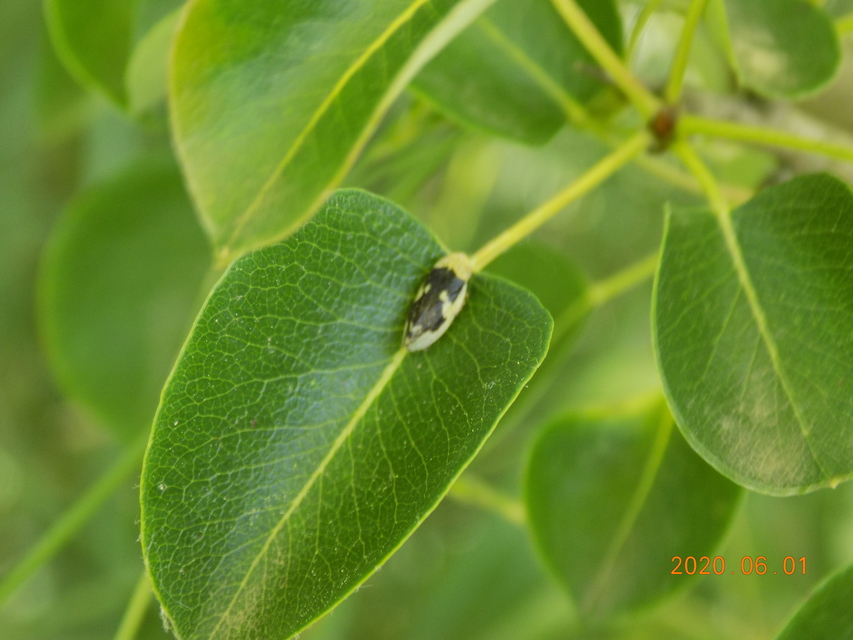 Aphrophoridae