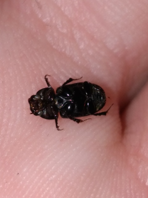 Aphodius varians - változékony trágyabogár