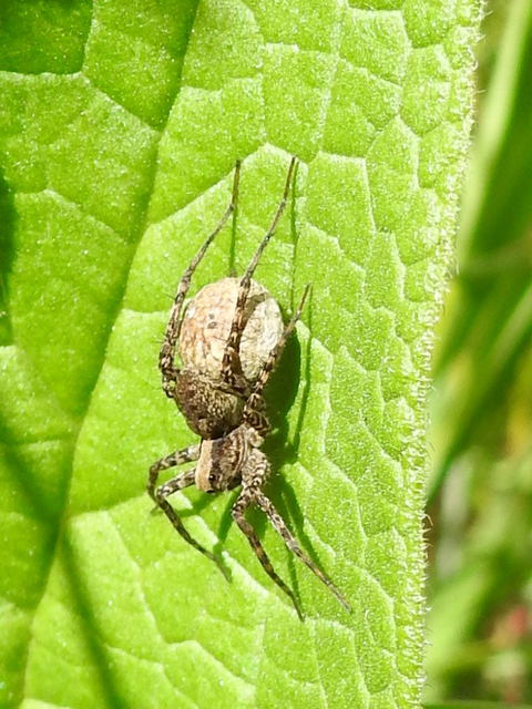 Pardosa alacris/lugubris