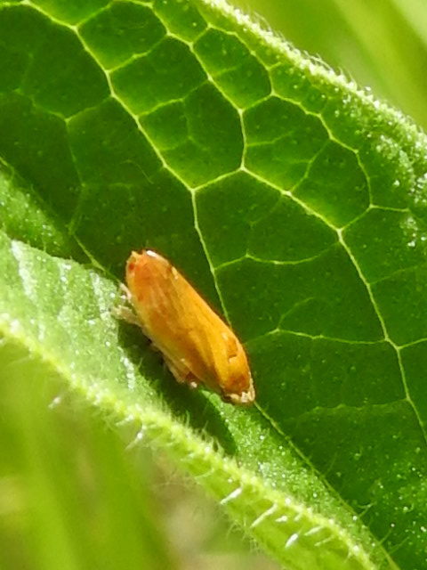 Aphrophoridae