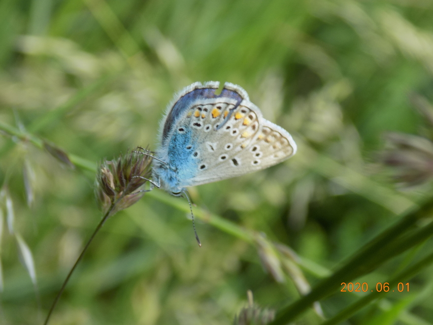 Polyommatus thersites - ibolyaszín boglárka