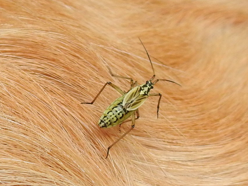 Leptopterna dolabrata - közönséges mezeipoloska
