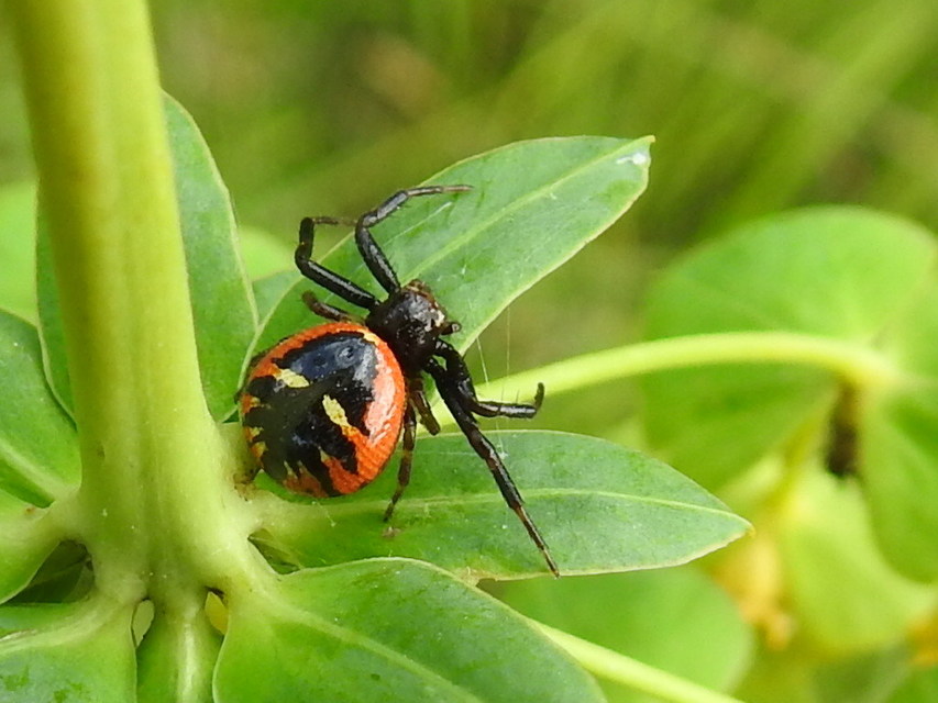 Synema globosum/ornatum