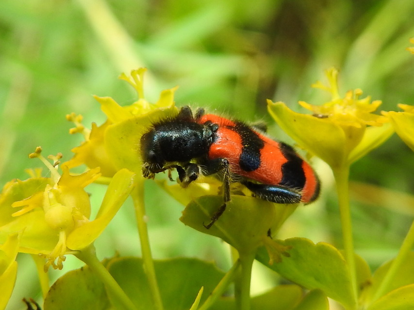 Trichodes apiarius - szalagos méhészbogár