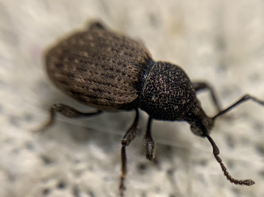 Otiorhynchus raucus - molyhos gyalogormányos