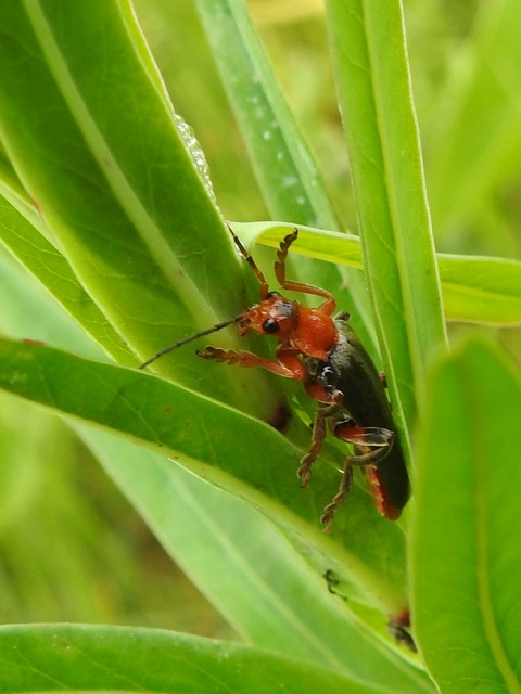 Cantharis livida - mezei lágybogár