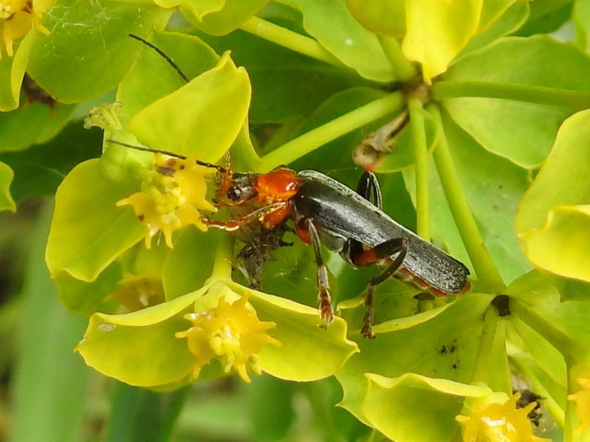 Cantharis livida - mezei lágybogár