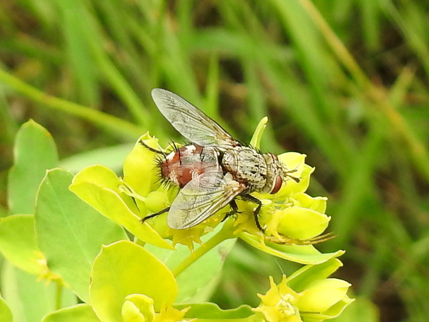 Linnaemya vulpina