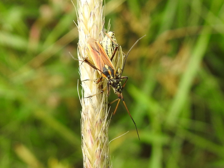 Leptopterna dolabrata - közönséges mezeipoloska