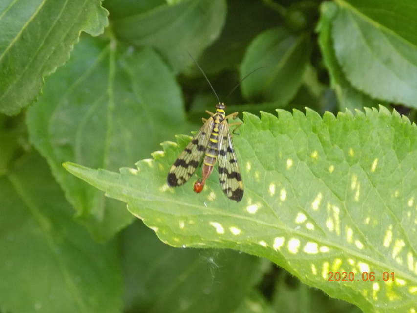 Panorpa vulgaris