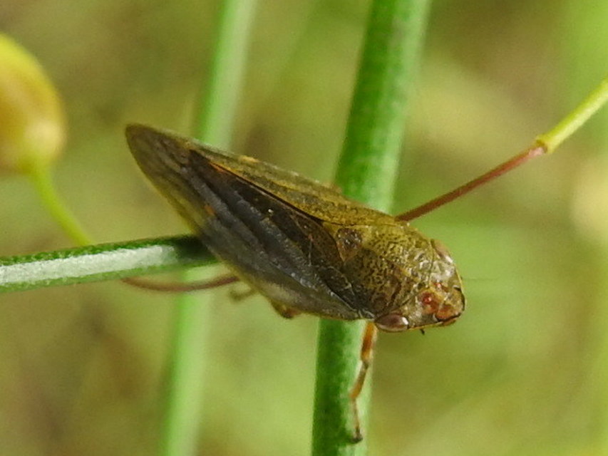 Aphrophora salicina