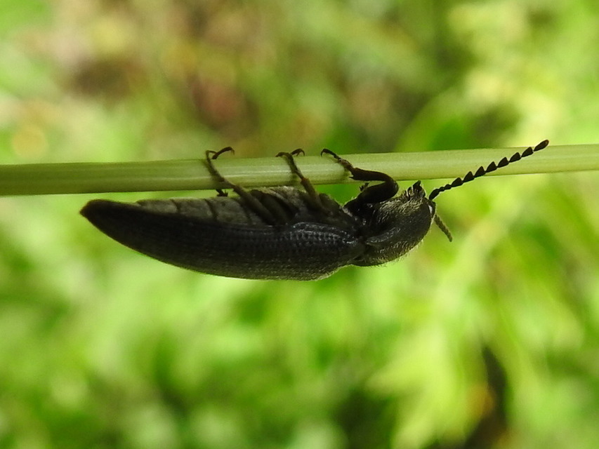 Melanotus