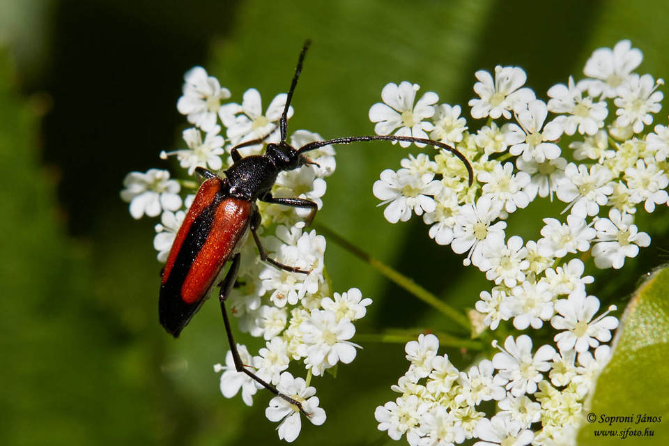 Stenurella melanura - feketevégű karcsúcincér
