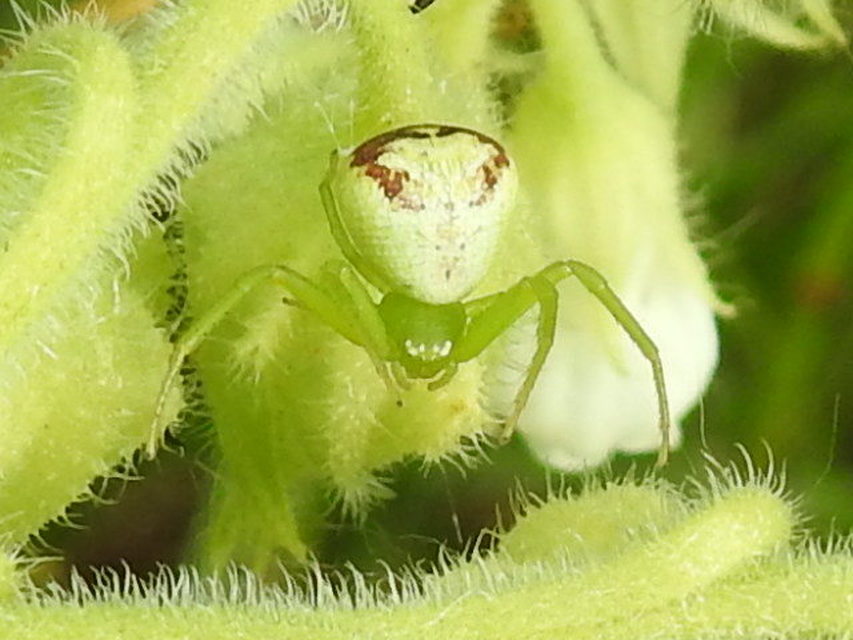 Ebrechtella tricuspidata - alakoskodó karolópók