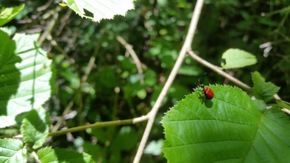 Apoderus coryli - mogyoró-levélsodró