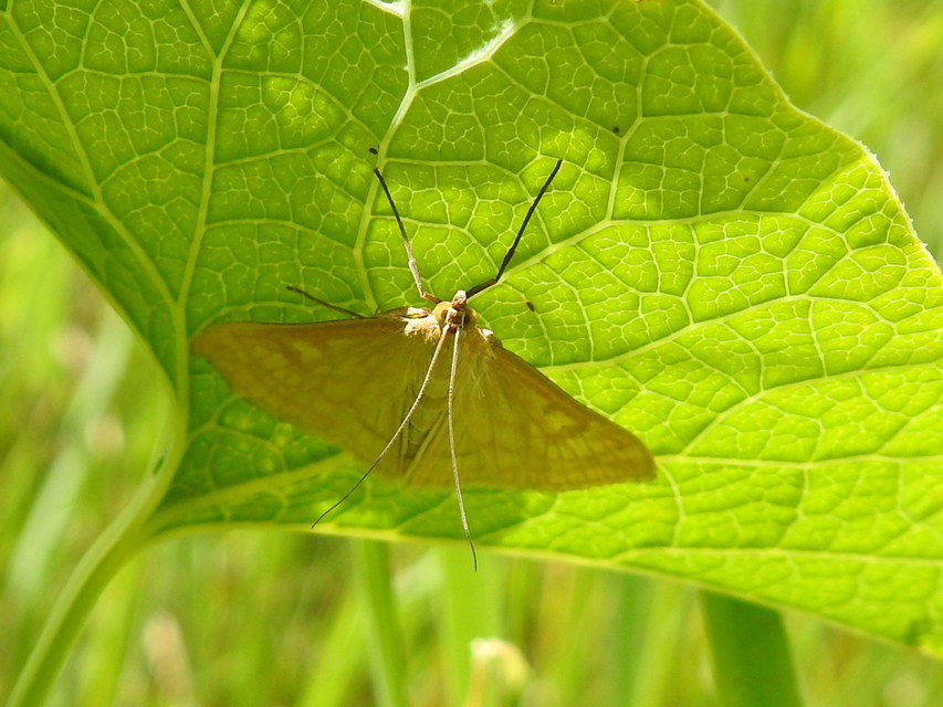 Sitochroa verticalis - világossárga dudvamoly