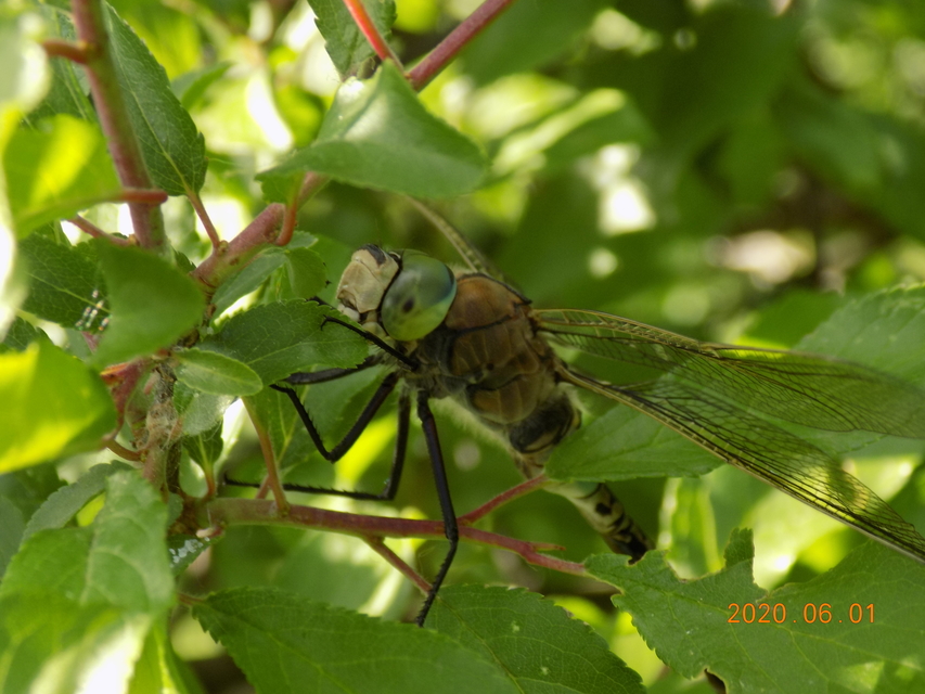 Anax parthenope - barna óriásacsa