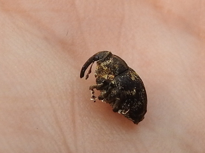 Mogulones abbreviatulus - nagy nadálytő-tarkaormányos