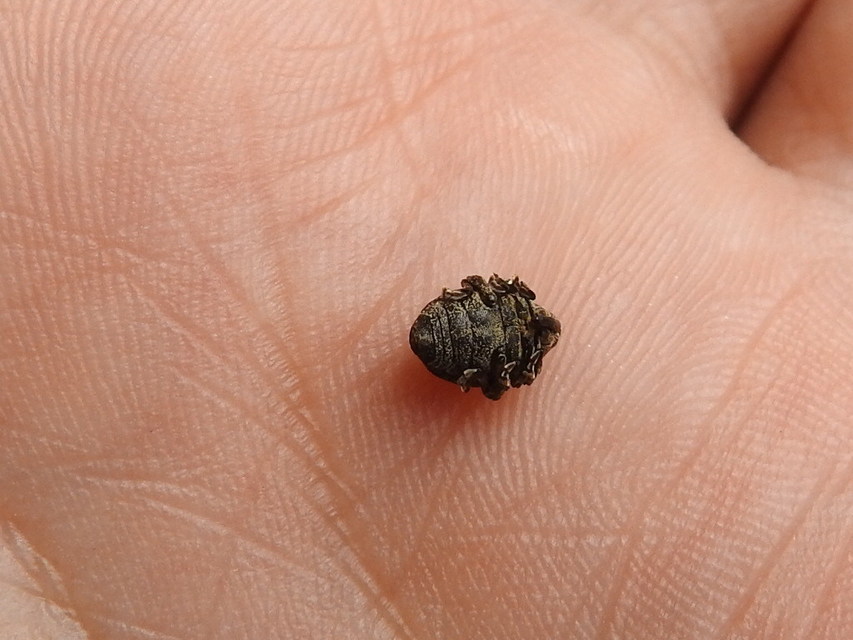 Mogulones abbreviatulus - nagy nadálytő-tarkaormányos
