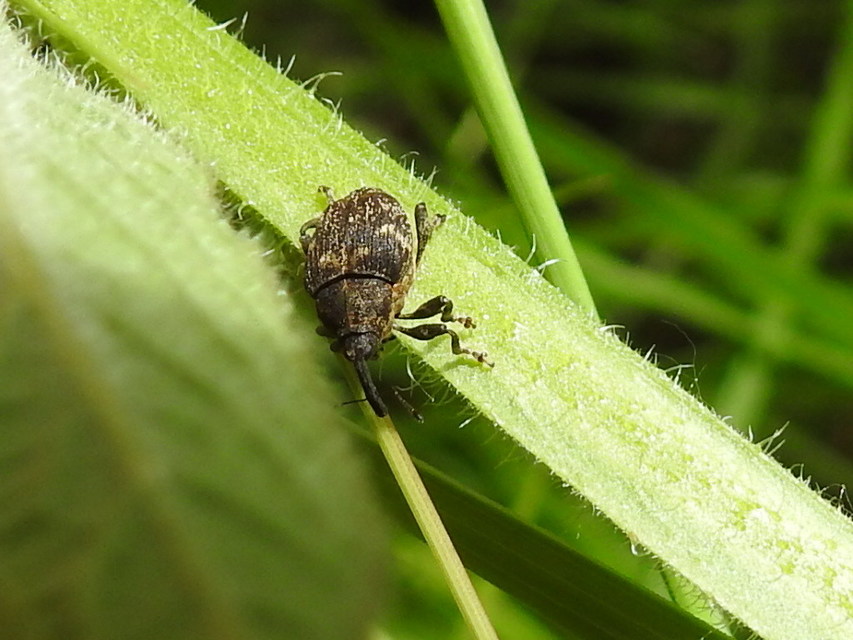 Mogulones abbreviatulus - nagy nadálytő-tarkaormányos