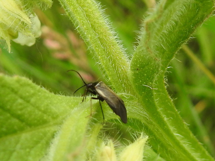 Adelphocoris seticornis - szegélyes mezeipoloska