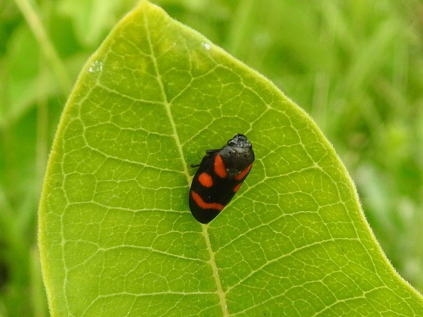 Cercopis