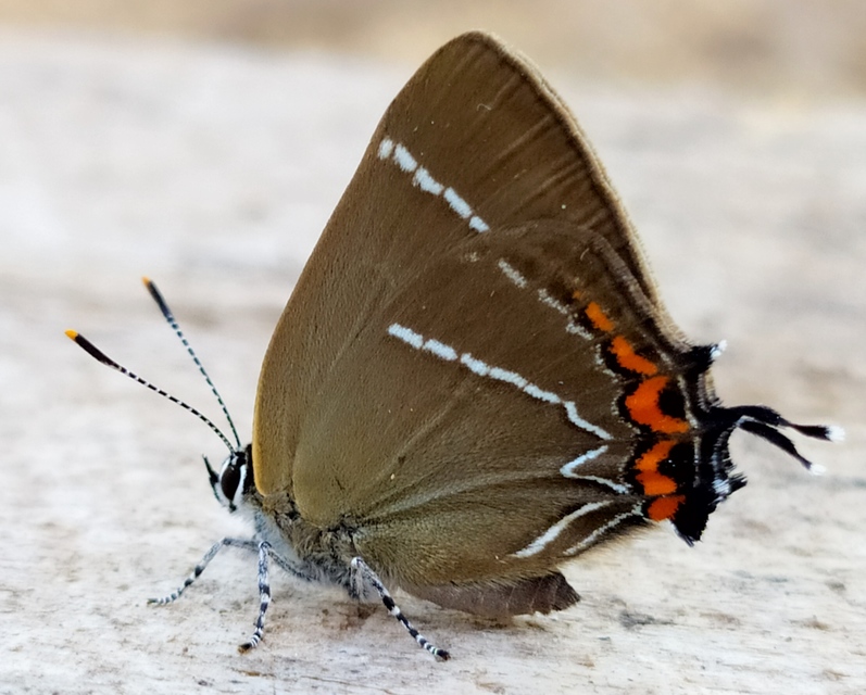 Satyrium w-album - szilfa-csücsköslepke
