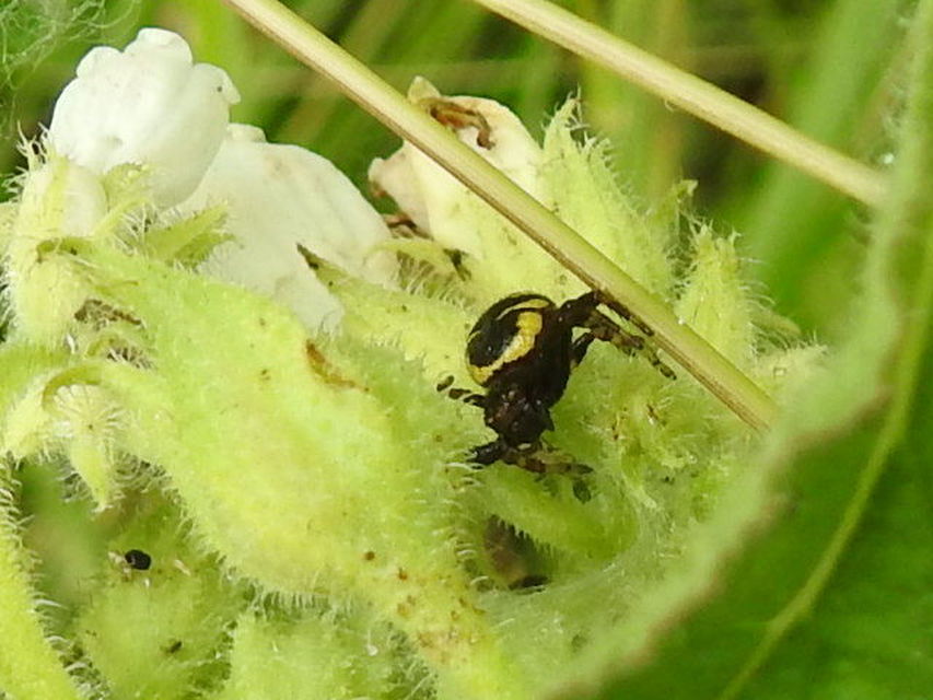 Synema globosum - fekete-sárga karolópók