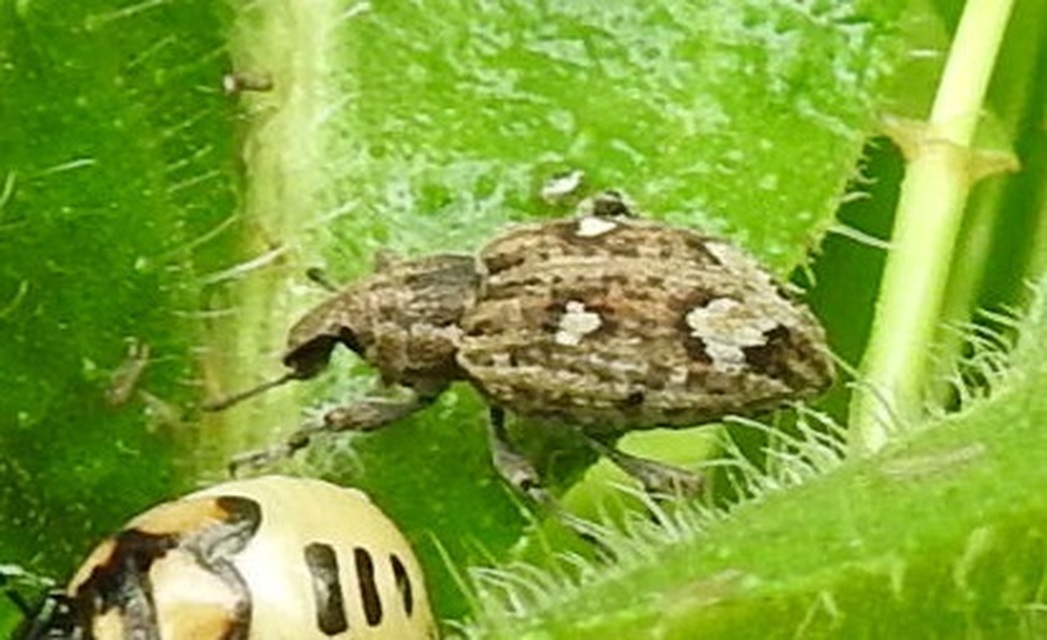 Graptus triguttatus - kárpáti nadálytőormányos