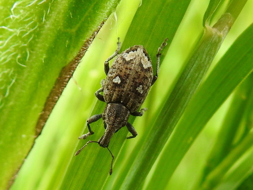 Graptus triguttatus - kárpáti nadálytőormányos