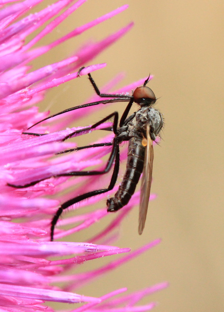 Empididae - táncoslegyek
