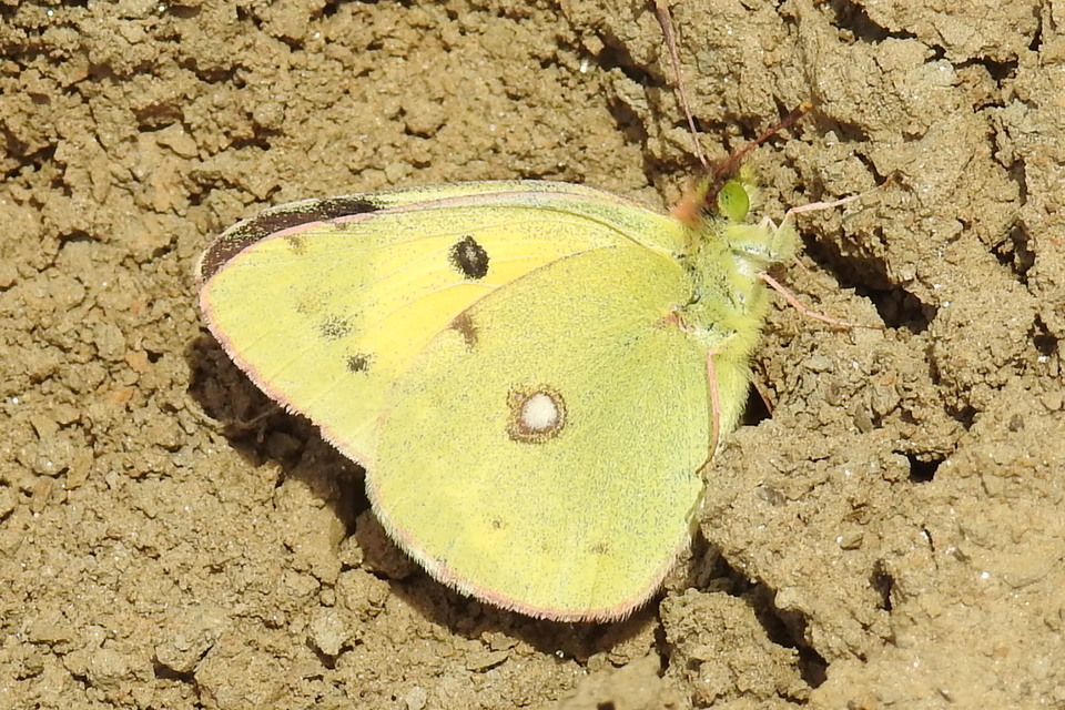 Colias erate - csángó-kéneslepke