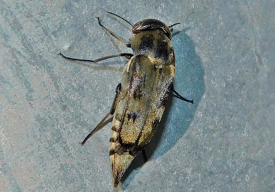 Tomoxia bucephala - kúptestű maróka
