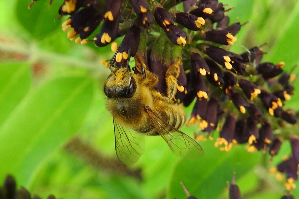 Apis mellifera - háziméh