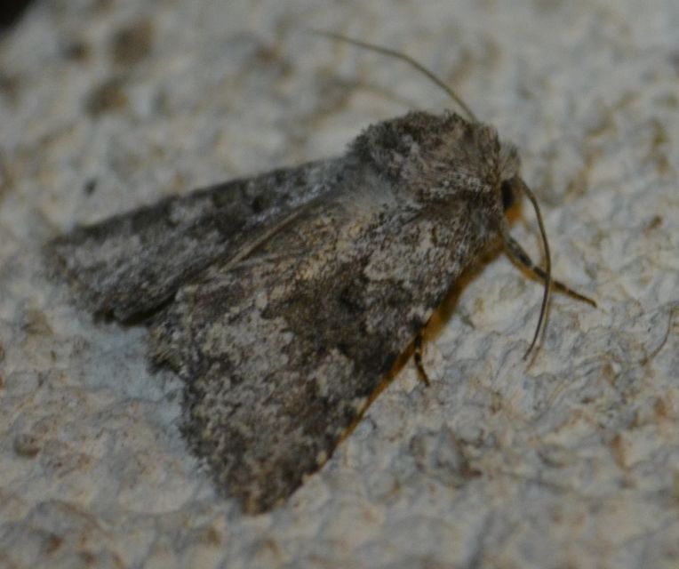 Hecatera dysodea - parajbagoly