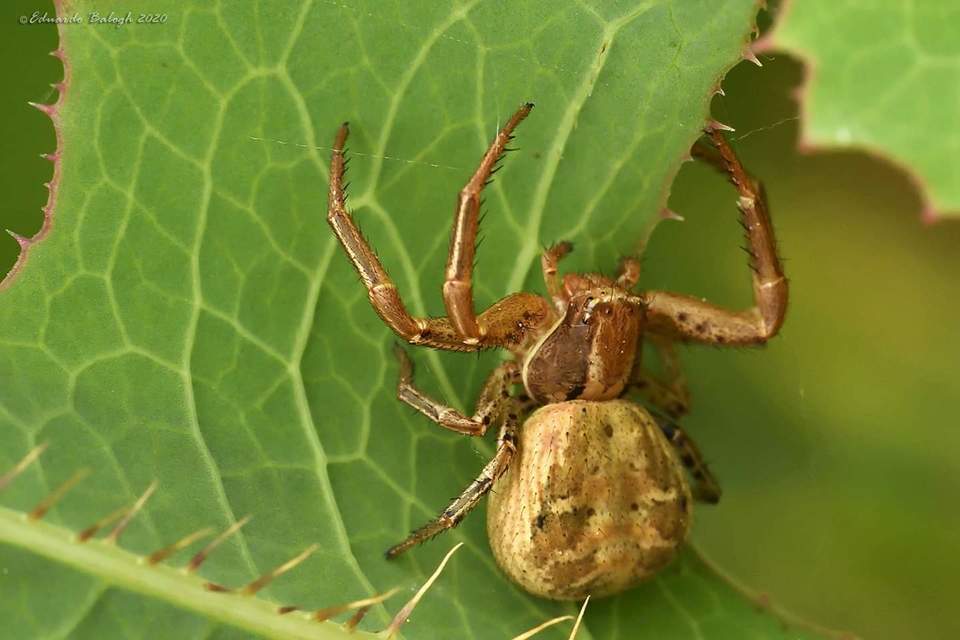 Spiracme striatipes - csíkoslábú karolópók