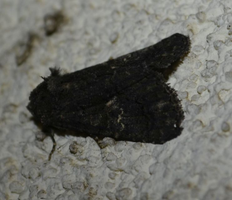 Anophia leucomelas - déli folyófűbagoly
