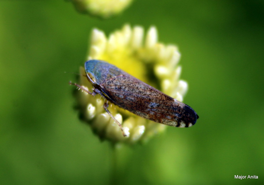 Fieberiella florii