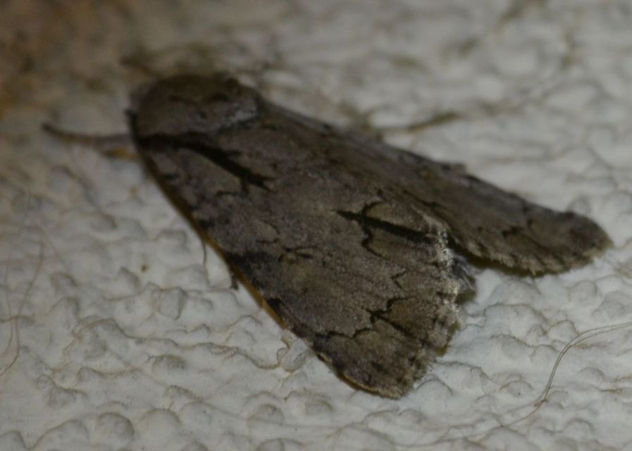 Acronicta cuspis/tridens/psi