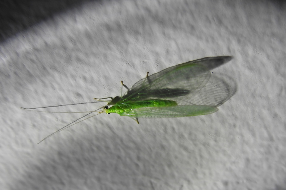 Chrysopidae - zöldfátyolkák